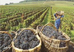 *CPM - Porteur De Paniers - Vigne