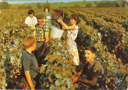 *CPM - Le Panier Vidé Dans La Comporte - Vigne