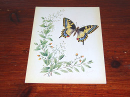 76538- VLINDERS / BUTTERFLIES / PAPILLONS / SCHMETTERLINGE / FARFALLAS / MARIPOSAS / UNUSED CARD - Schmetterlinge