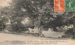 La Loupe * Route Et Le Gros Chêne * Enfants Villageois Arbre Tree Arbres - La Loupe
