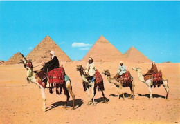 EGYPTE - Cairo - Arab Camelriders In Front Of The Pyramids - Carte Postale - El Cairo