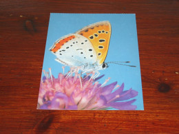 76566- VLINDERS / BUTTERFLIES / PAPILLONS / SCHMETTERLINGE / FARFALLAS / MARIPOSAS / UNUSED CARD - Butterflies