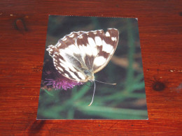 76568- VLINDERS / BUTTERFLIES / PAPILLONS / SCHMETTERLINGE / FARFALLAS / MARIPOSAS / UNUSED CARD - Schmetterlinge
