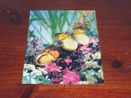 76569- VLINDERS / BUTTERFLIES / PAPILLONS / SCHMETTERLINGE / FARFALLAS / MARIPOSAS / UNUSED CARD - Schmetterlinge