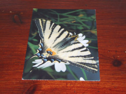 76570- VLINDERS / BUTTERFLIES / PAPILLONS / SCHMETTERLINGE / FARFALLAS / MARIPOSAS / UNUSED CARD - Schmetterlinge