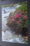 Rhododendron Ferrugineum L. - Foto, Druck Und Verlag Engadin Press, Samedan - Autres & Non Classés