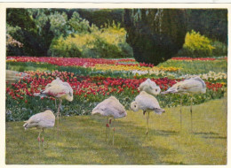 Tiere: Flamingos In Der Wilhelm, Stuttgart Ngl #F3190 - Sonstige & Ohne Zuordnung