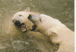 Tiere: Eisbären Ngl #F3219 - Sonstige & Ohne Zuordnung