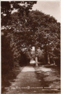 The Path Through Collington Woods, Bexhill-on-Sea Gl1957 #F2723 - Sonstige & Ohne Zuordnung