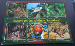 Singvögel Im Schönen Sauerland - Herst. U. Verlag Schöning & Co. + Gebr. Schmidt, Lübeck - # Sauerl 287 - Autres & Non Classés