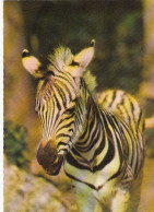Tiere: Junges Zebra Ngl #F3199 - Autres & Non Classés
