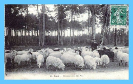 CPA - Dax (40) - 20. Moutons Dans Les Pins - Dax