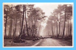 CPA Brune - Landes De Gascogne (40) - Matin Clair En Forêt - Andere & Zonder Classificatie