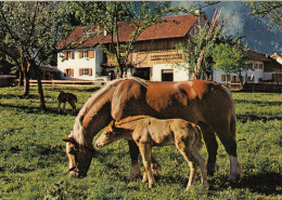 Tiere: Pferd Und Fohlen Am Bauernhof Ngl #F3204 - Autres & Non Classés