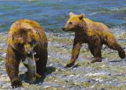 Tiere: Braunbären Beim Lachsfang Ngl #F3220 - Autres & Non Classés