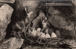 Gemsen-Nest, Gefunden 1.4.57 Im Gamskogel (-: Ngl #F3415 - Autres & Non Classés