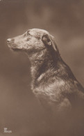 Hund-Portrait Ngl #F4538 - Autres & Non Classés