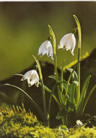 Frühlingsknotenblume Gl1984 #F4534 - Sonstige & Ohne Zuordnung