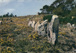 Bretagne, Carnac, Alignements Mégalithiques De Kermario Gl1970 #F4378 - Carnac