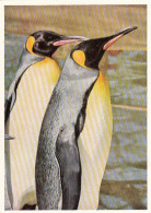 Tiere: Pinguine Ngl #F3192 - Autres & Non Classés