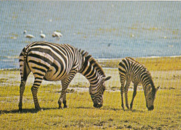 Tiere: Zebras Ngl #F3200 - Autres & Non Classés