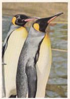Tiere: Pinguine Ngl #F3226 - Autres & Non Classés