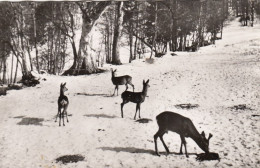 Tiere: Rotwild Im Schnee Gl1956 #F3708 - Other & Unclassified