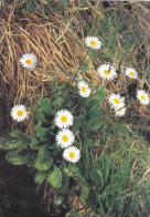 Wiesenblumen Gl1996 #F4536 - Sonstige & Ohne Zuordnung