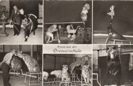 Hamburg-Stellingen, Carl Hagenbeck's Tierpark, Dressurschule Ngl #F5670 - Sonstige & Ohne Zuordnung