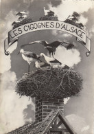 Les Cigognes D'Alsace) Gl1956 #F4499 - Alsace