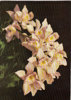 Orchidee Ngl #F4533 - Andere & Zonder Classificatie