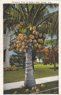 Miami, FL., Cocoanut Treee At Sunny Isles Gl1926 #F4619 - Other & Unclassified