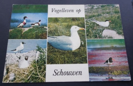 Schouwen - Vogelleven Op Schouwen - Uitg. Kloet, Haamstede - Andere & Zonder Classificatie
