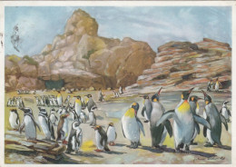 Hamburg-Stellingen, Carl Hagenbeck's Tierpark, Pinguin-Kolonie Glum 1935? #F5673 - Sonstige & Ohne Zuordnung