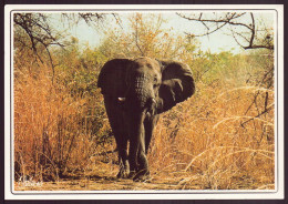 ELEPHANT SOLITAIRE - Elephants
