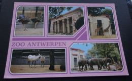 Zoo Antwerpen - Dierenpark, Planckendael - A.V.M., Oostende - Antwerpen