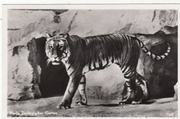Berlin, Zoologischer Garten, Tiger Glum 1940? #F7071 - Other & Unclassified