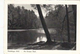 Bad Meinberg, Am Donoper Teich Gl1957 #F6668 - Sonstige & Ohne Zuordnung