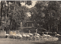 Berlin, Tierpark, Flamingos Vor Dem Lenné-Tempel Gl1958 #F6823 - Otros & Sin Clasificación