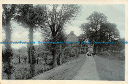R116714 Old Postcard. Path To The House. Cows. 1906 - Wereld