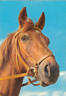 Pferde-Portrait Ngl #G0385 - Other & Unclassified