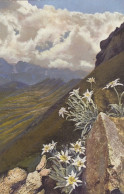 Alpenblumen: Leontopodium Alpinum, Edelweiß Ngl #F9148 - Otros & Sin Clasificación