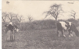 Páturage, Partie Mit Rindvieh Feldpgl1915 #F9171 - Sonstige & Ohne Zuordnung