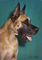 Hund-Portrait, Dogge Ngl #G0448 - Other & Unclassified