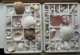 LADE 81  - LES COQUILLAGES DE TOUTES LES MERS DU MONDE - Seashells & Snail-shells