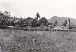 SYAM   -  JURA  -  (39)  -  CPSM  DENTELEE  DES  ANNEES  1950/1960. - Sonstige & Ohne Zuordnung