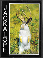 Idaho, Jackalope, Rabbit, Antelope, Unused. - Andere & Zonder Classificatie