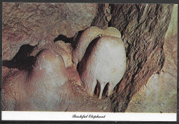 New Mexico, Carlsbad Caverns, Bashful Elephant, Unused - Sonstige & Ohne Zuordnung