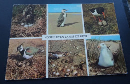 Vogelleven In De Schouwse-Westhoek - Foto Berge, Haamstede - Altri & Non Classificati