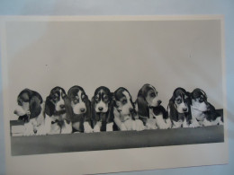 NETHERLANDS    POSTCARDS 1989    9 DOG DOGS  ΕΝΕΑ ΣΚΥΛΑΚΙΑ - Chiens